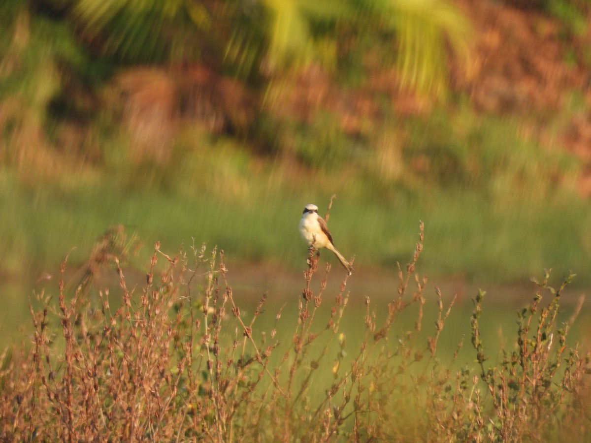 Brown Shrike (Philippine) - ML652650327