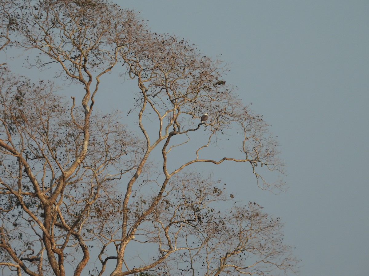 White-bellied Sea-Eagle - ML652650335