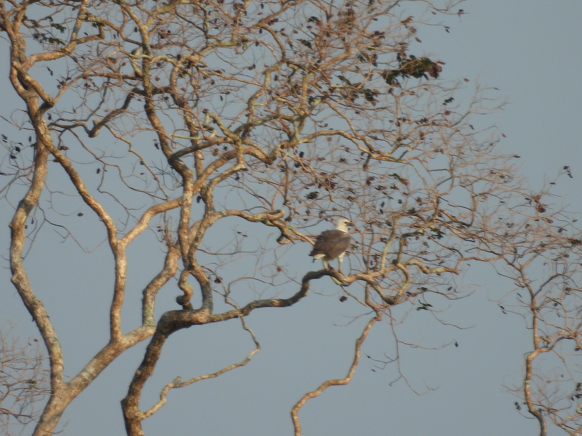 White-bellied Sea-Eagle - ML652650341