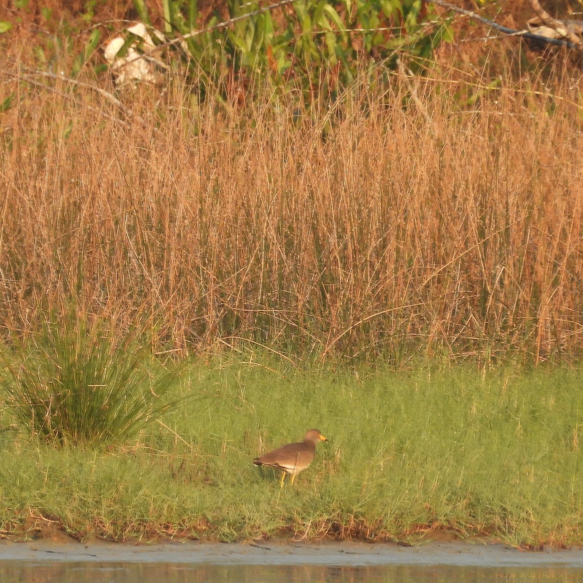 Gray-headed Lapwing - ML652650403