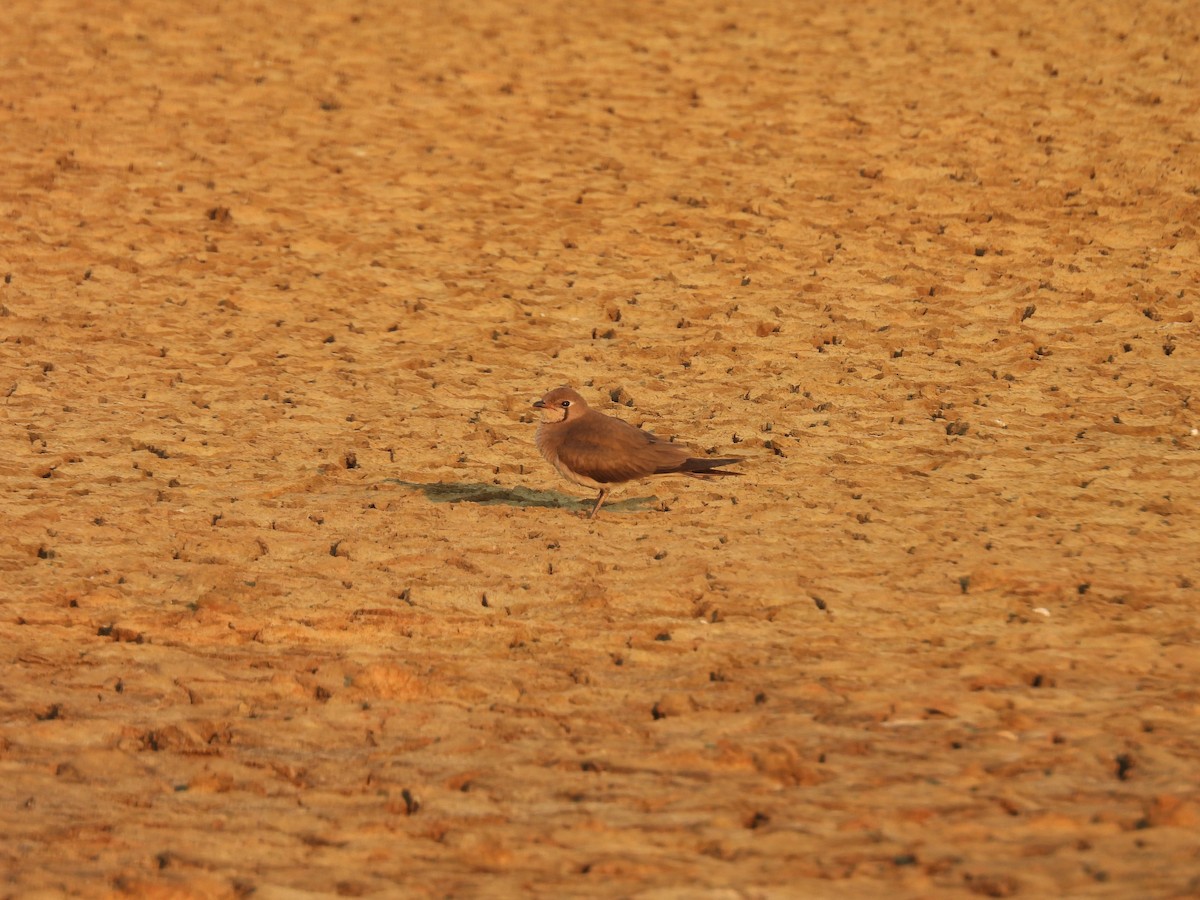 Oriental Pratincole - ML652650529
