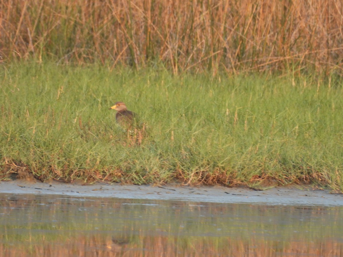 Gray-headed Lapwing - ML652650544