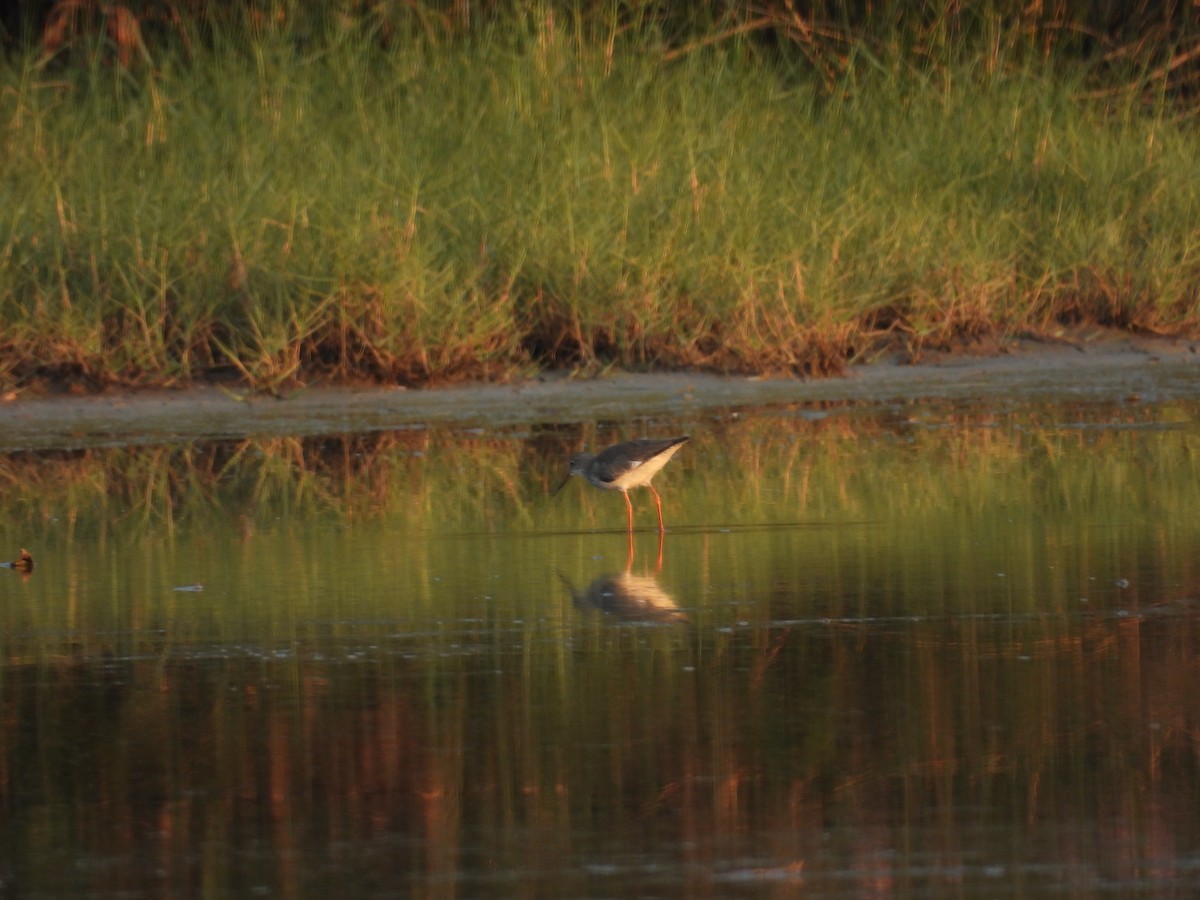 Common Redshank - ML652650565