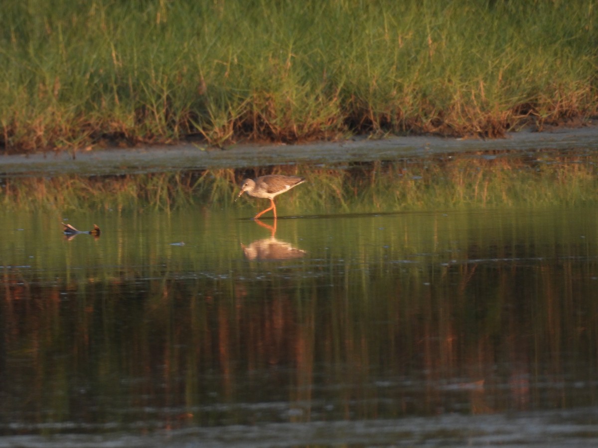 Common Redshank - ML652650575