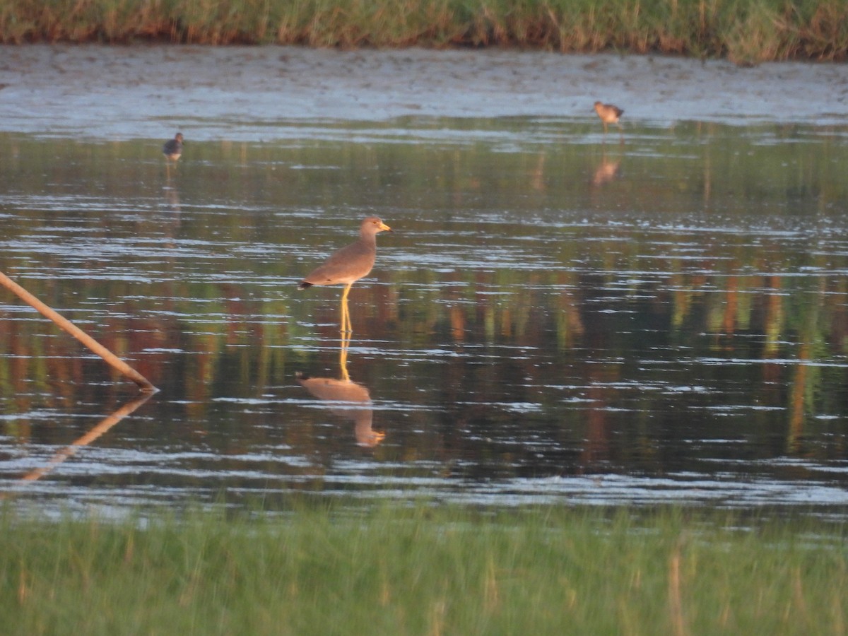 Gray-headed Lapwing - ML652650596