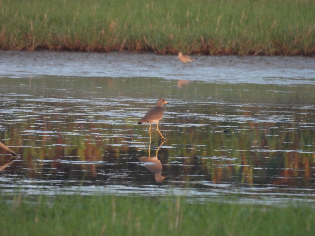 Gray-headed Lapwing - ML652650607