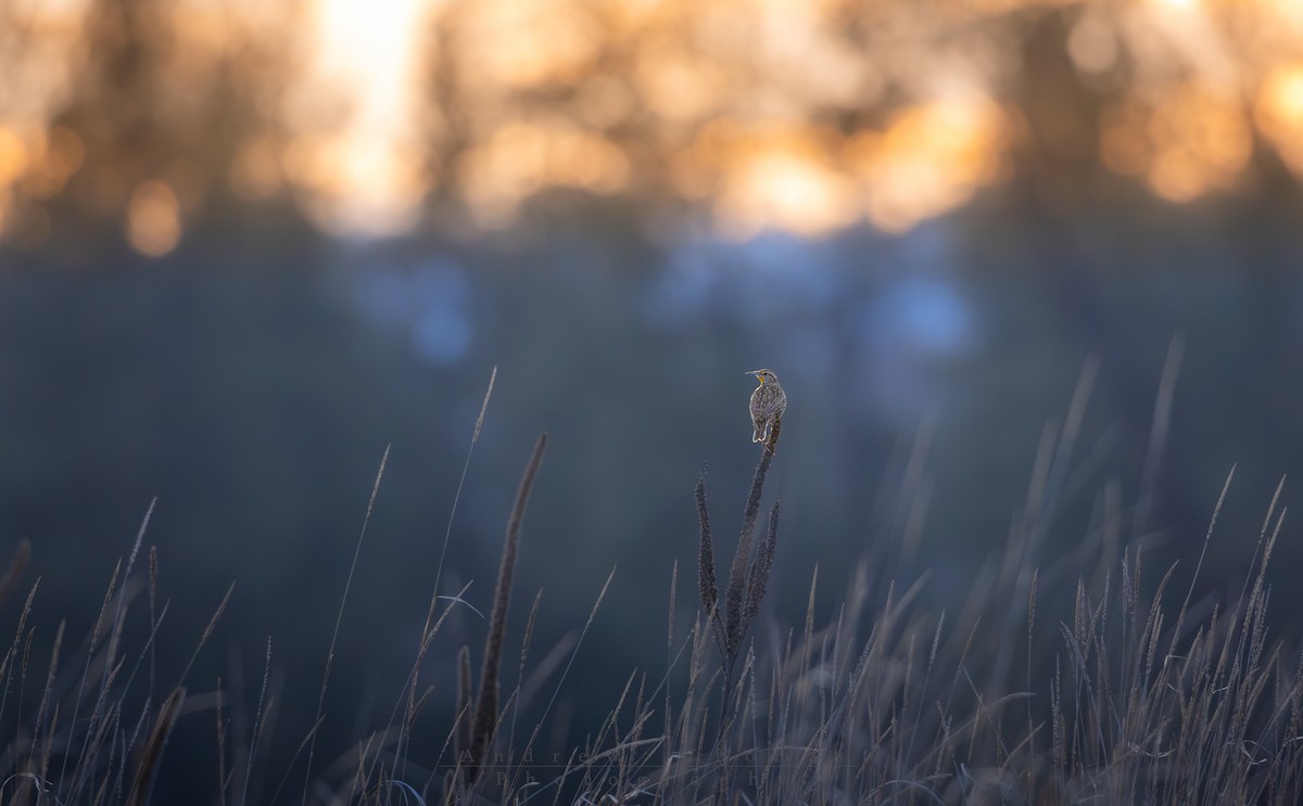 Western Meadowlark - ML652650671