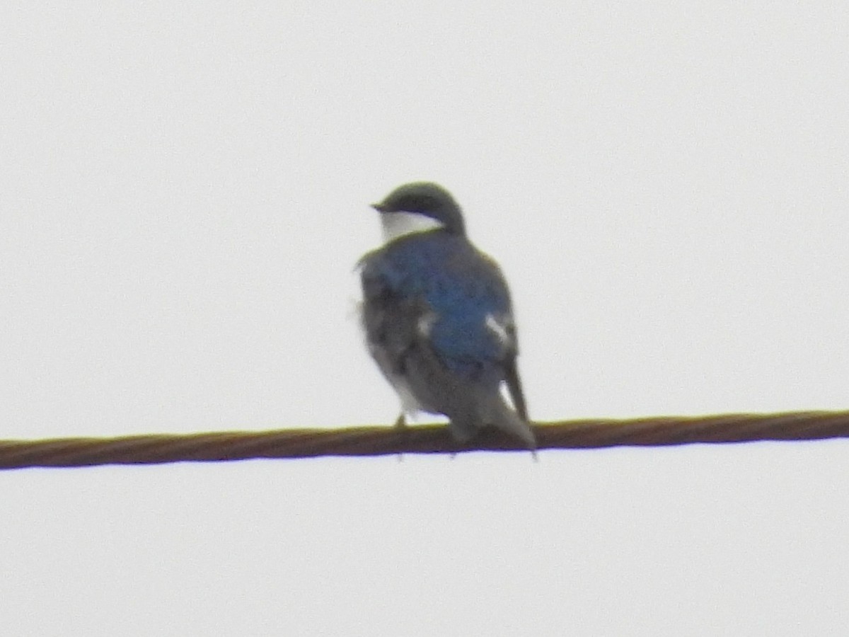 vlaštovka stromová - ML652650797