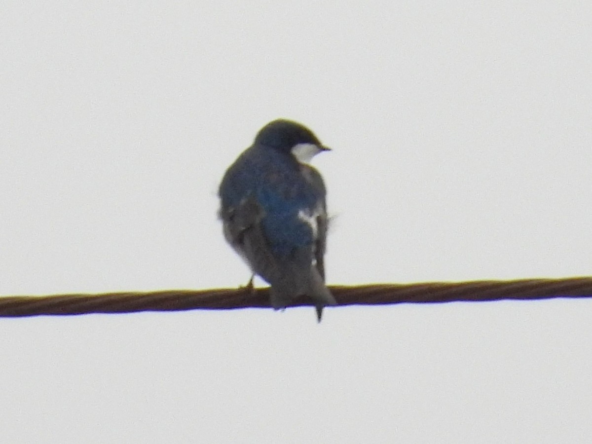 vlaštovka stromová - ML652650798