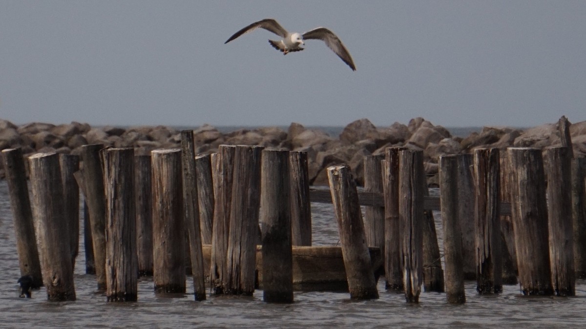 Ring-billed Gull - ML652650799