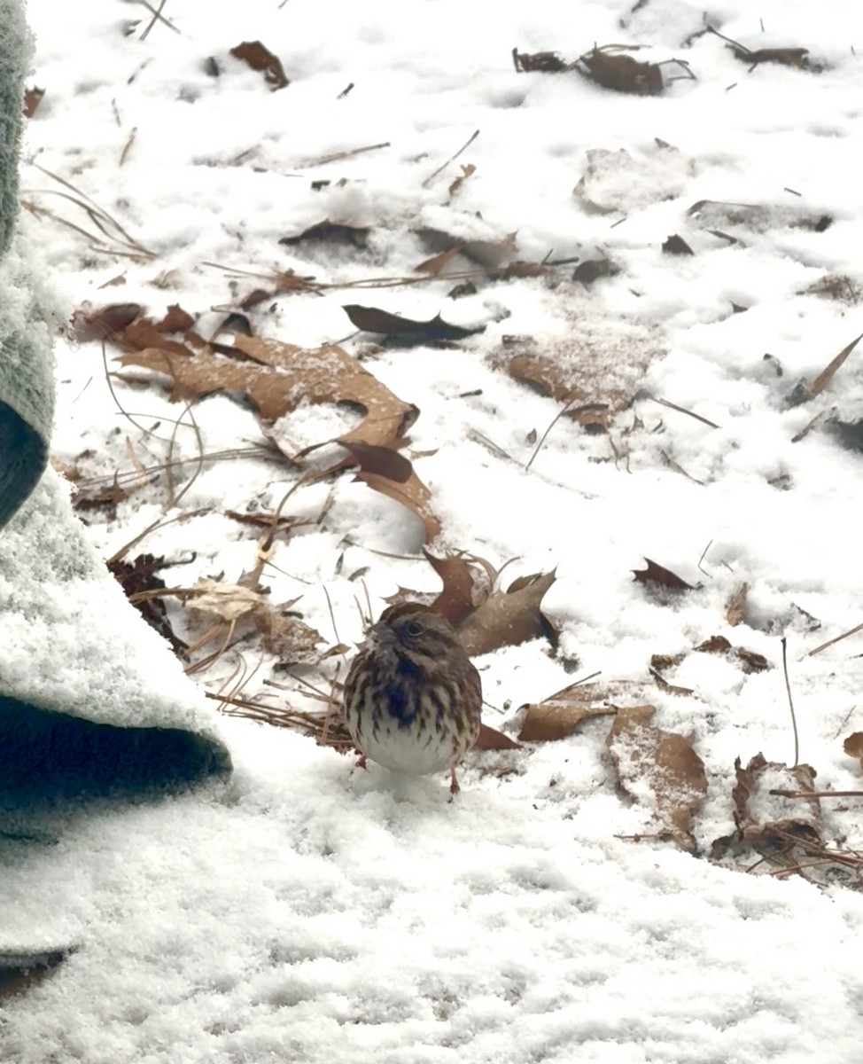 ウタスズメ - ML652650919