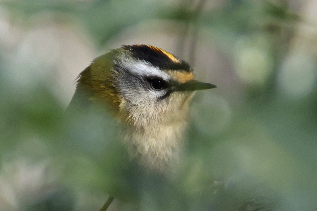 Common Firecrest - ML652650933