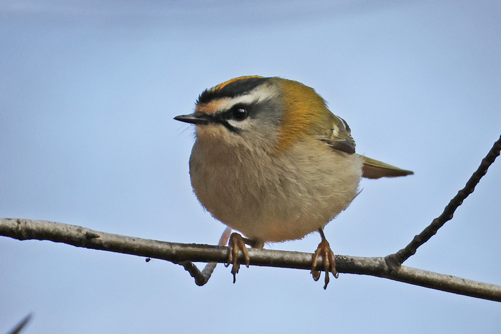 Common Firecrest - ML652650934