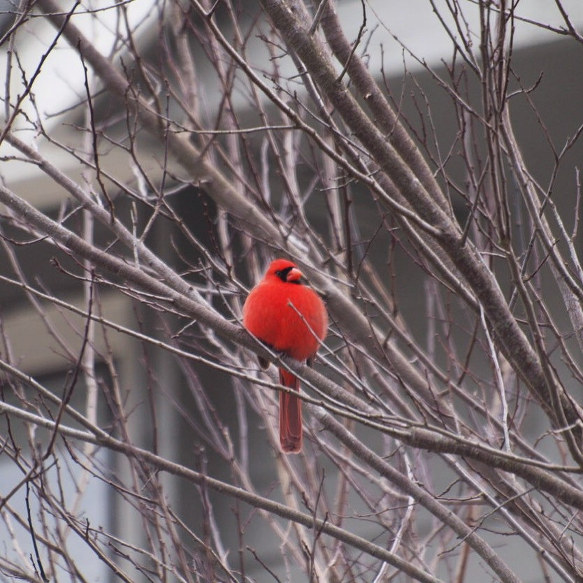 ショウジョウコウカンチョウ - ML652651059