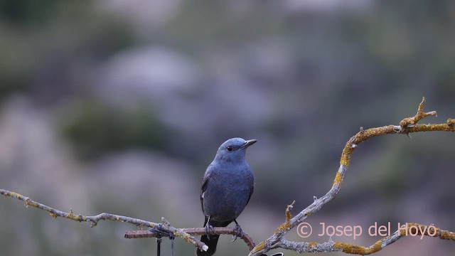 藍磯鶇 - ML652651110