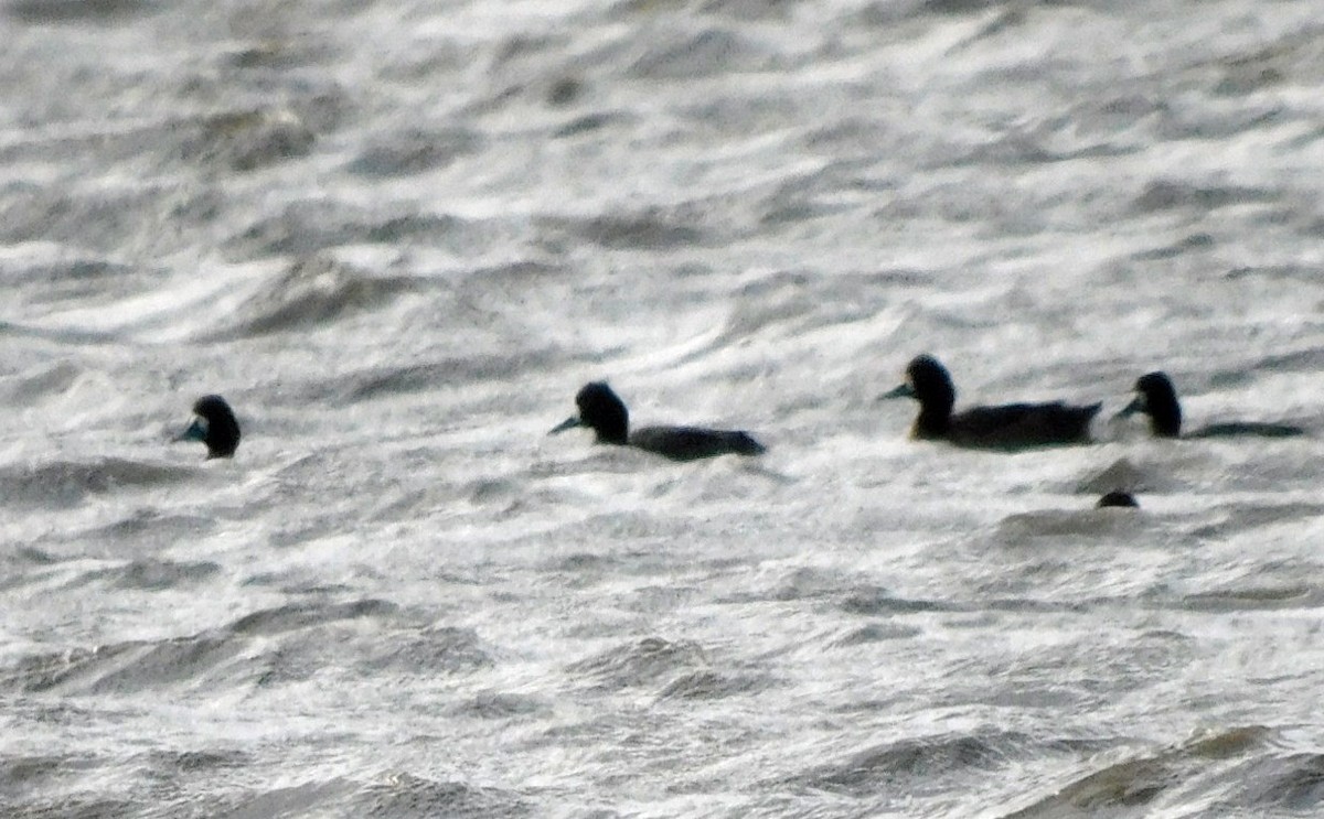 Lesser Scaup - ML652651164