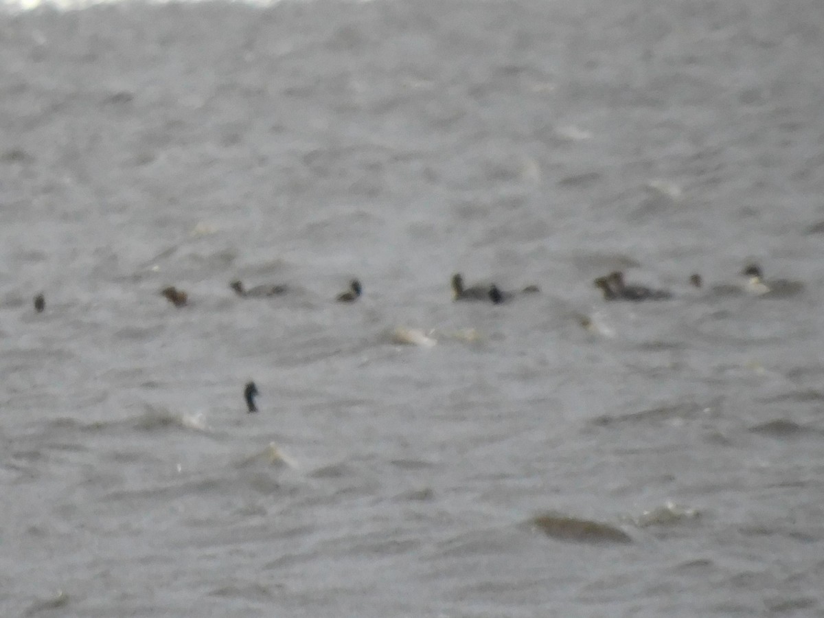 Red-breasted Merganser - ML652651175