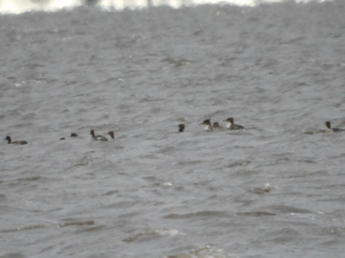 Red-breasted Merganser - ML652651176