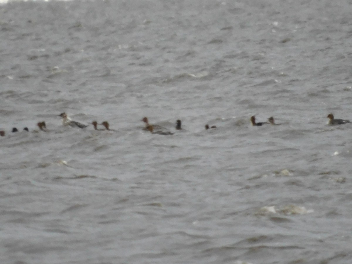 Red-breasted Merganser - ML652651177