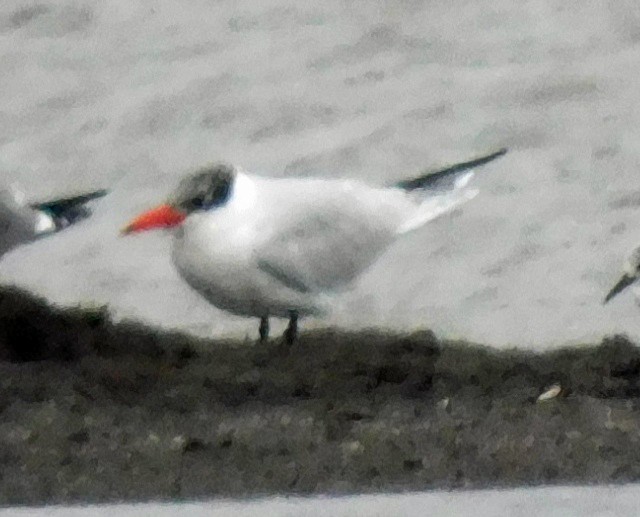 Caspian Tern - ML652651178