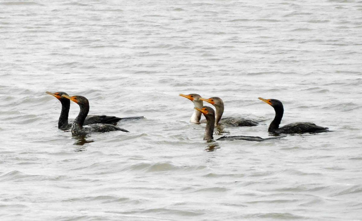 Double-crested Cormorant - ML652651184