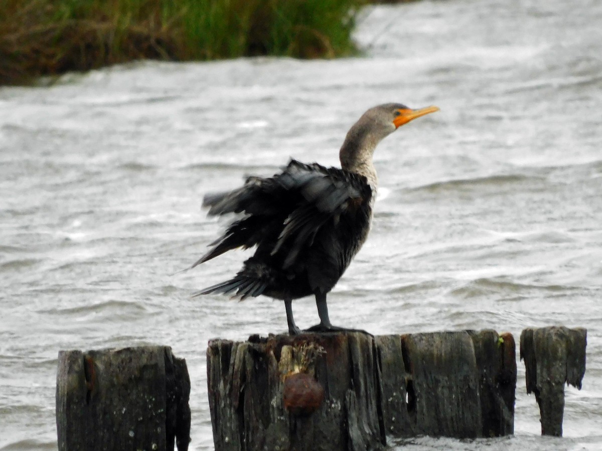 Double-crested Cormorant - ML652651185