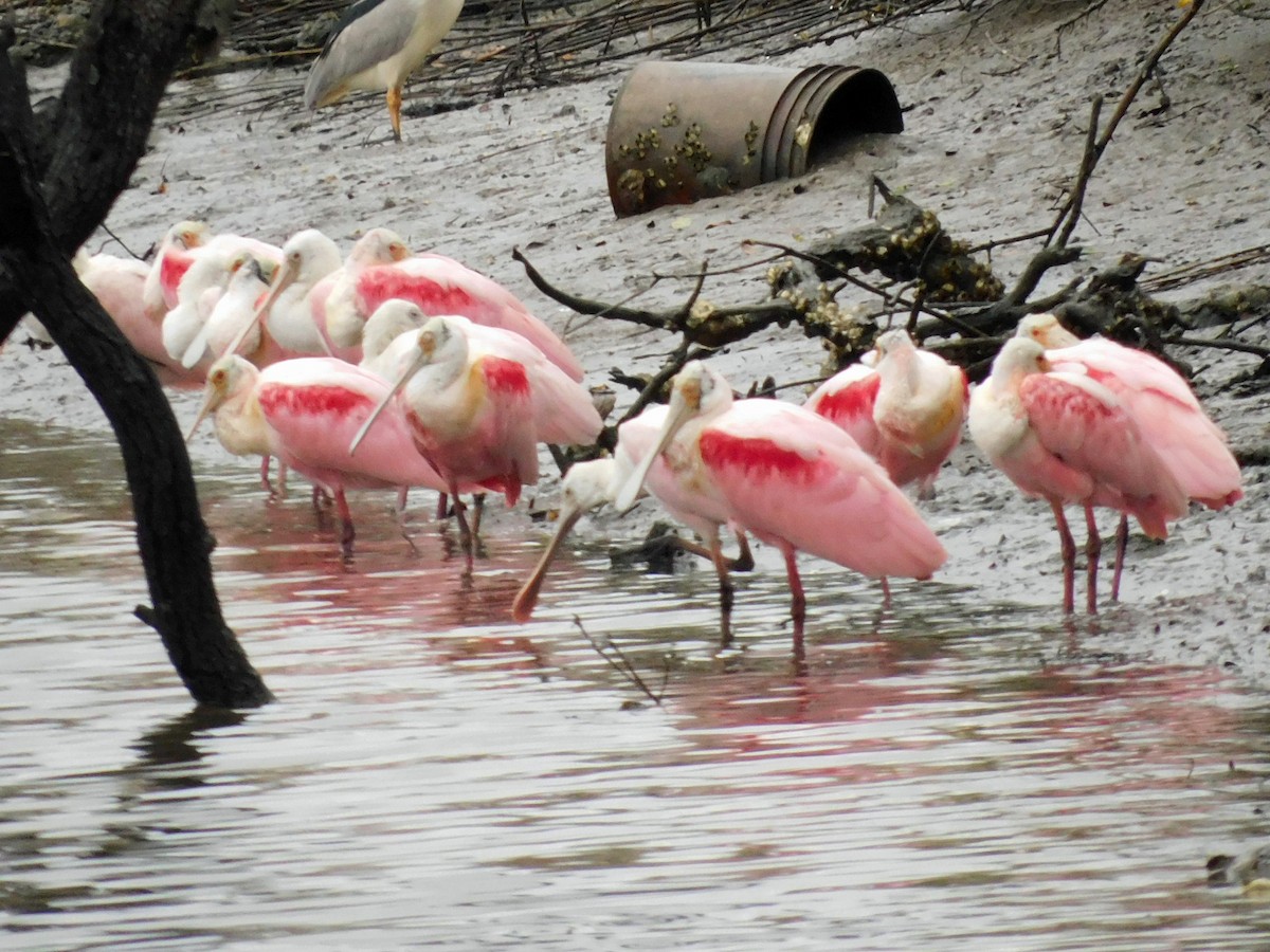Roseate Spoonbill - ML652651188