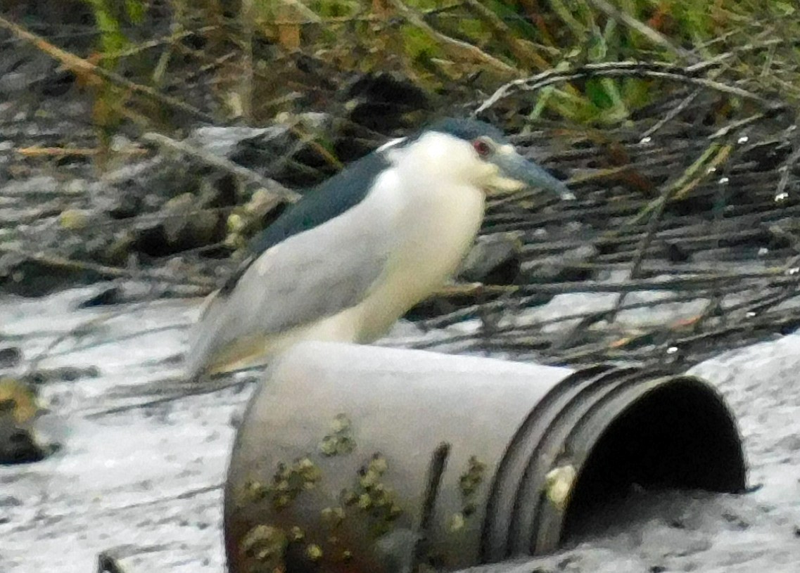 Black-crowned Night Heron - ML652651190