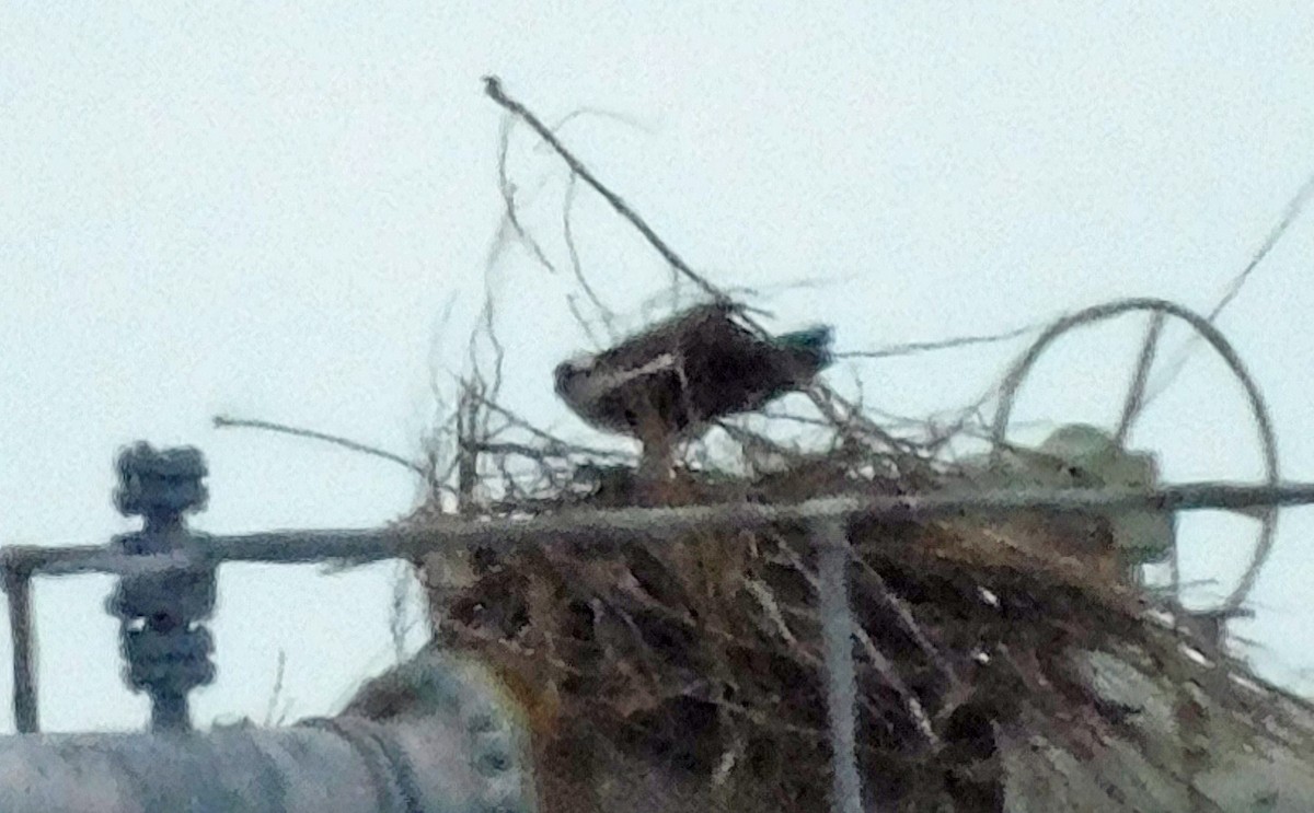 Osprey - ML652651191