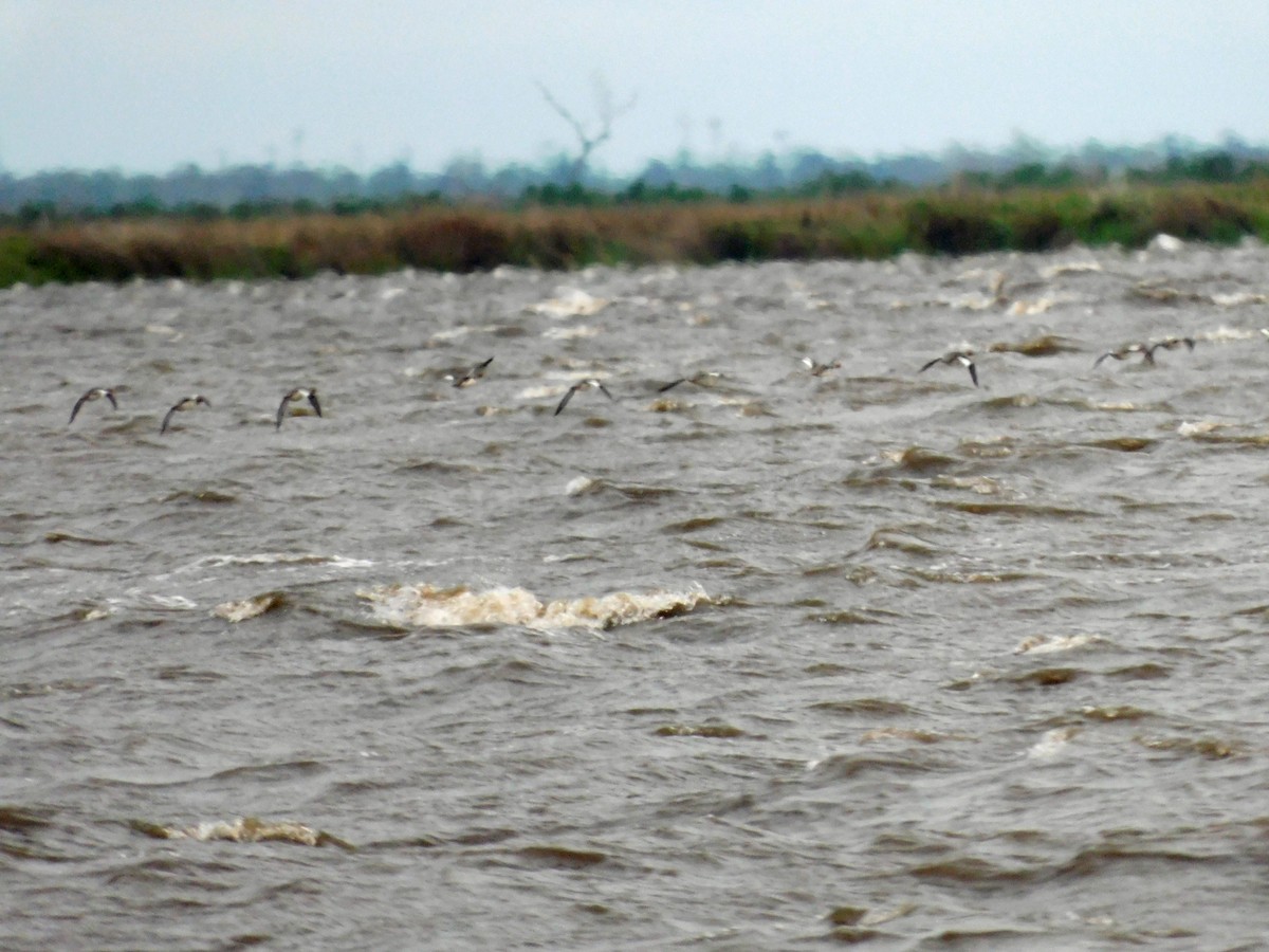 Red-breasted Merganser - ML652651214