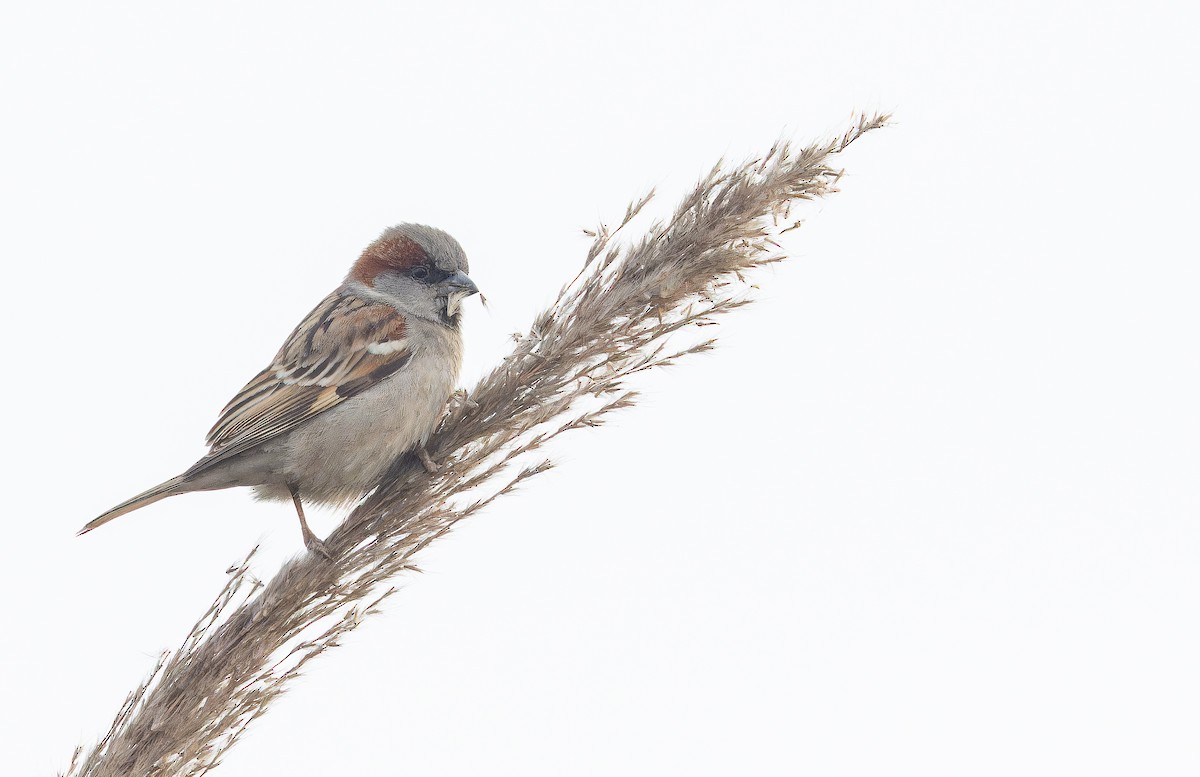 Sind Sparrow - ML652651775