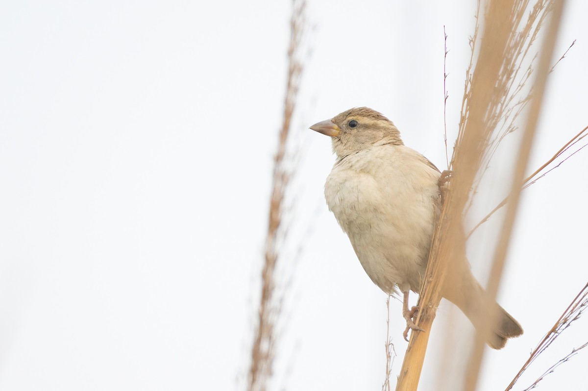 Sind Sparrow - ML652651780