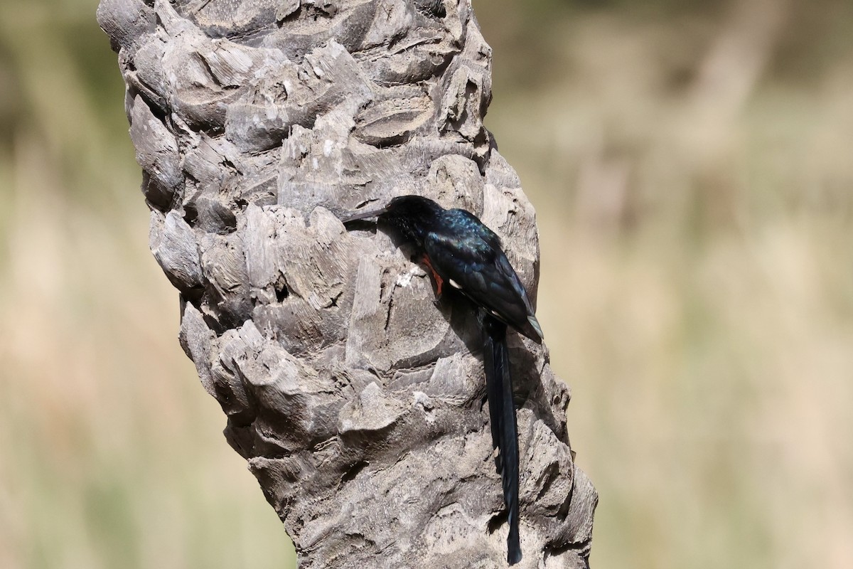 Green Woodhoopoe - ML652651829