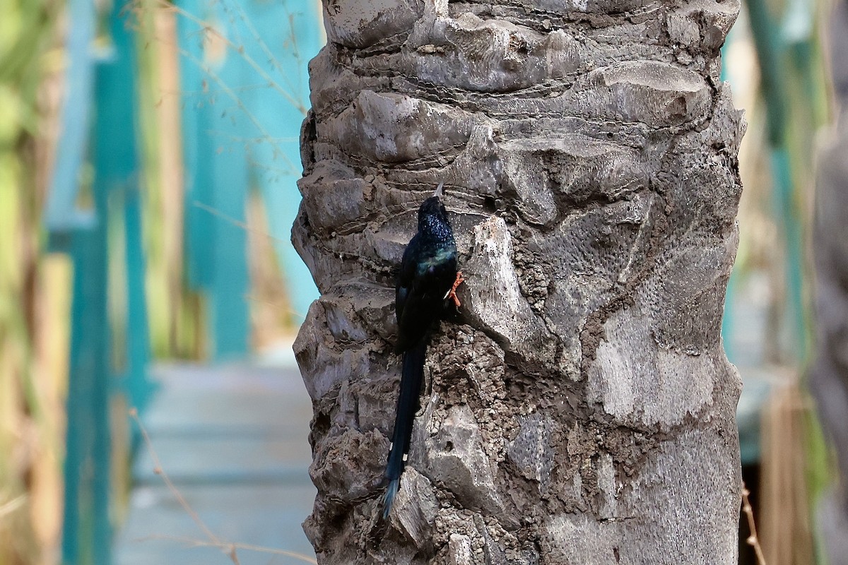 Green Woodhoopoe - ML652651830
