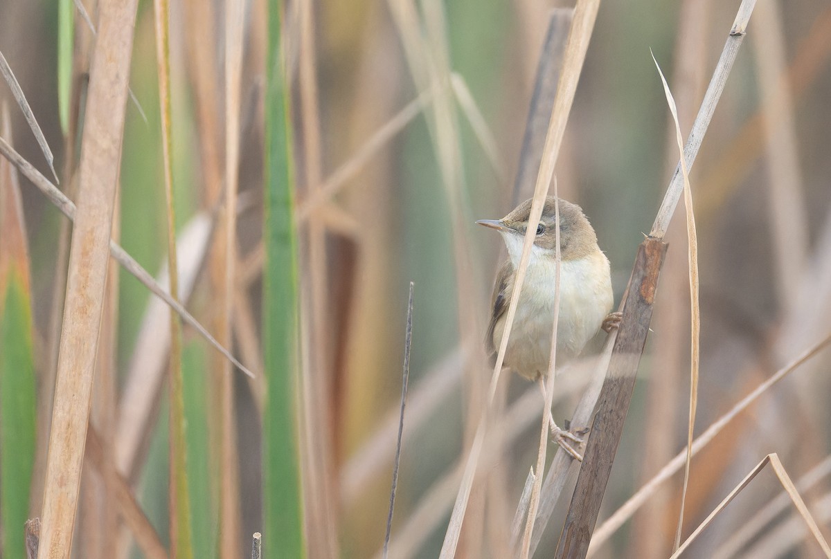 Paddyfield Warbler - ML652651883