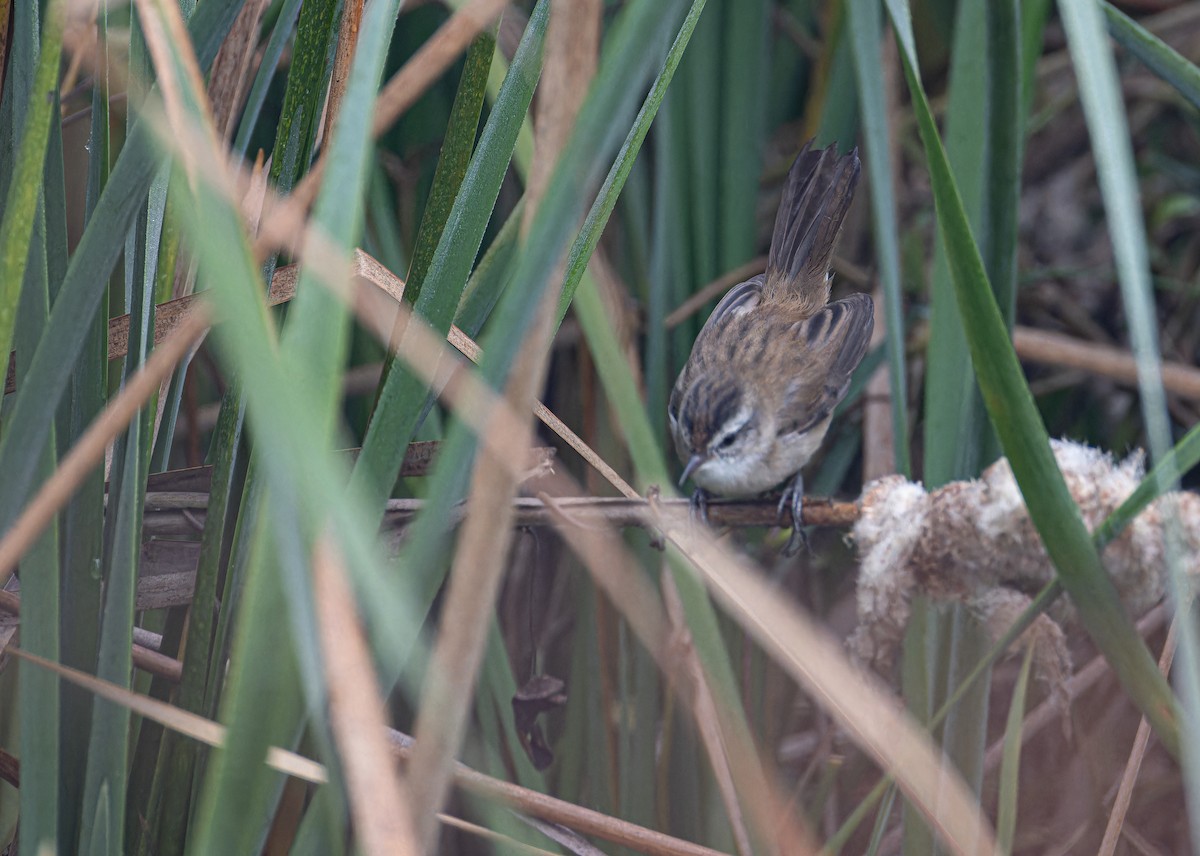 Moustached Warbler - ML652651949