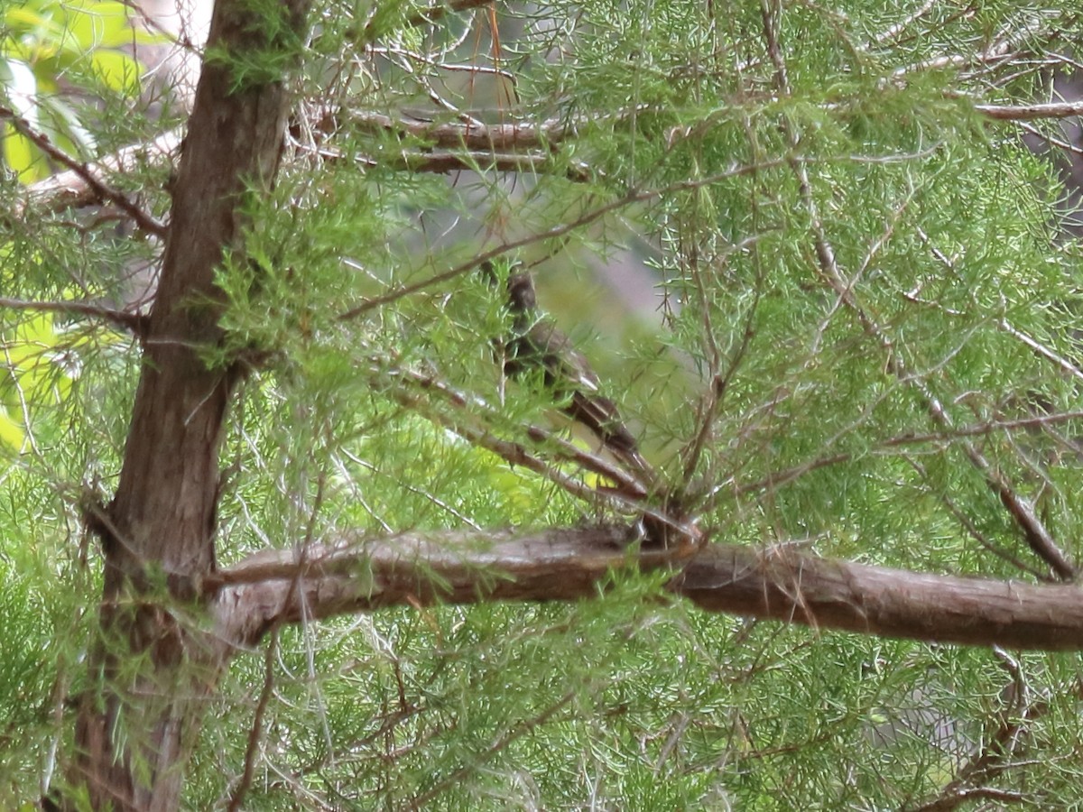 Gray Kingbird - Alta Tanner