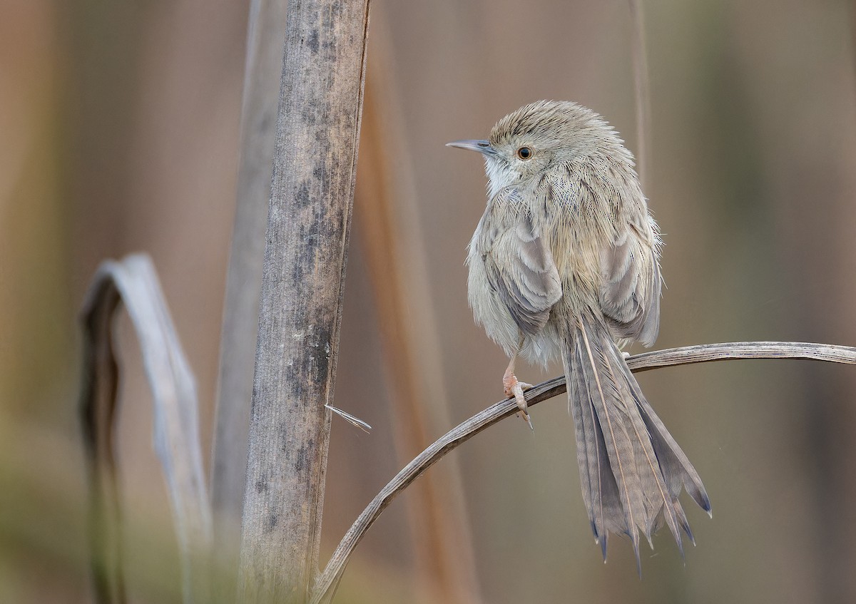 Delicate Prinia - ML652652060