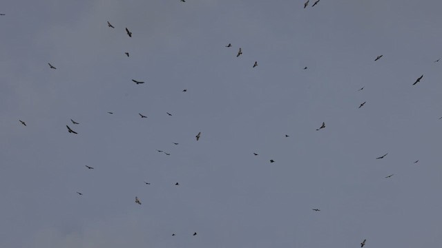 Broad-winged Hawk - ML652652103