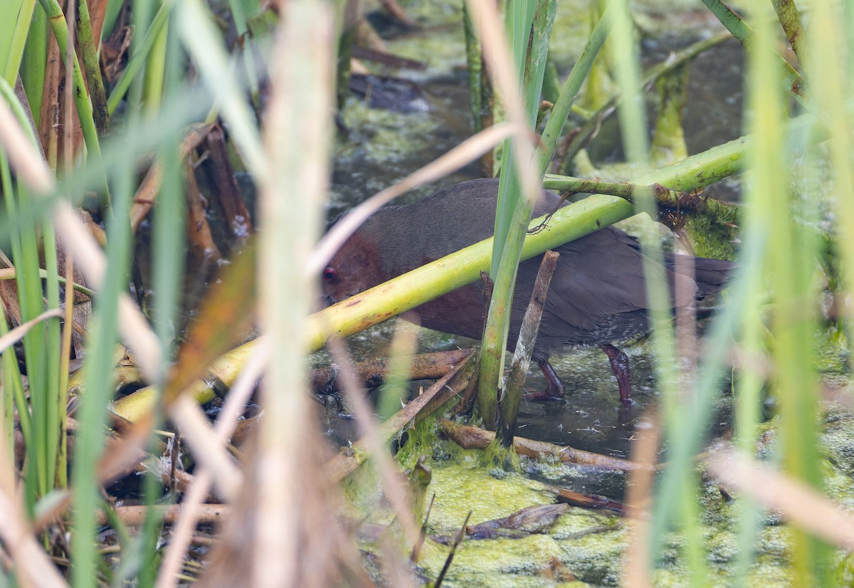Ruddy-breasted Crake - ML652652167