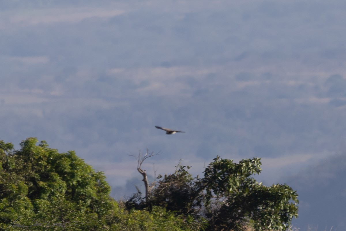 Broad-winged Hawk - ML652652253