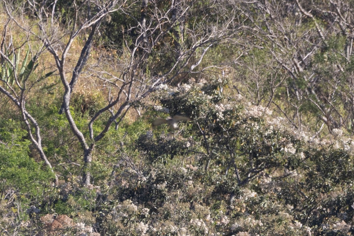 Broad-winged Hawk - ML652652254