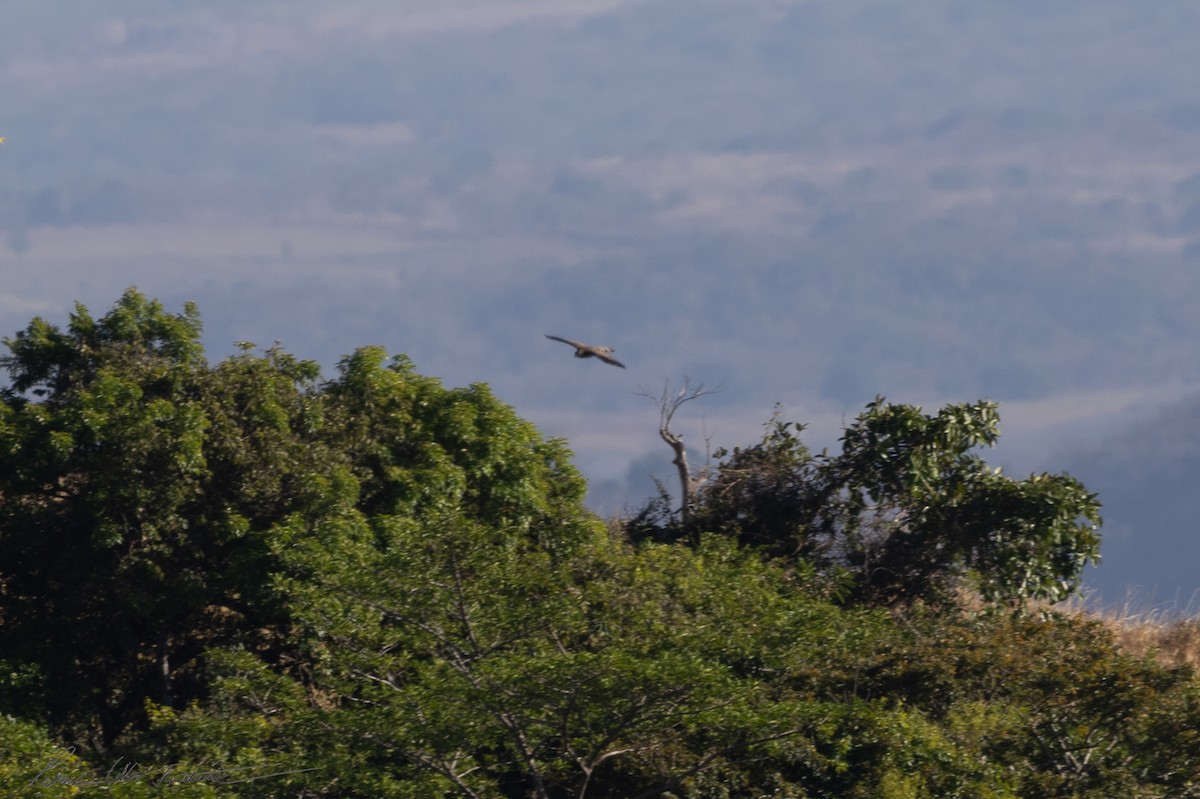 Broad-winged Hawk - ML652652255