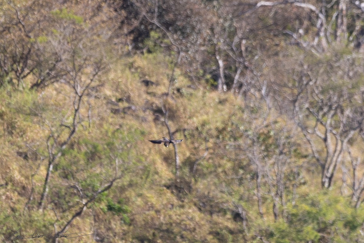 Broad-winged Hawk - ML652652256