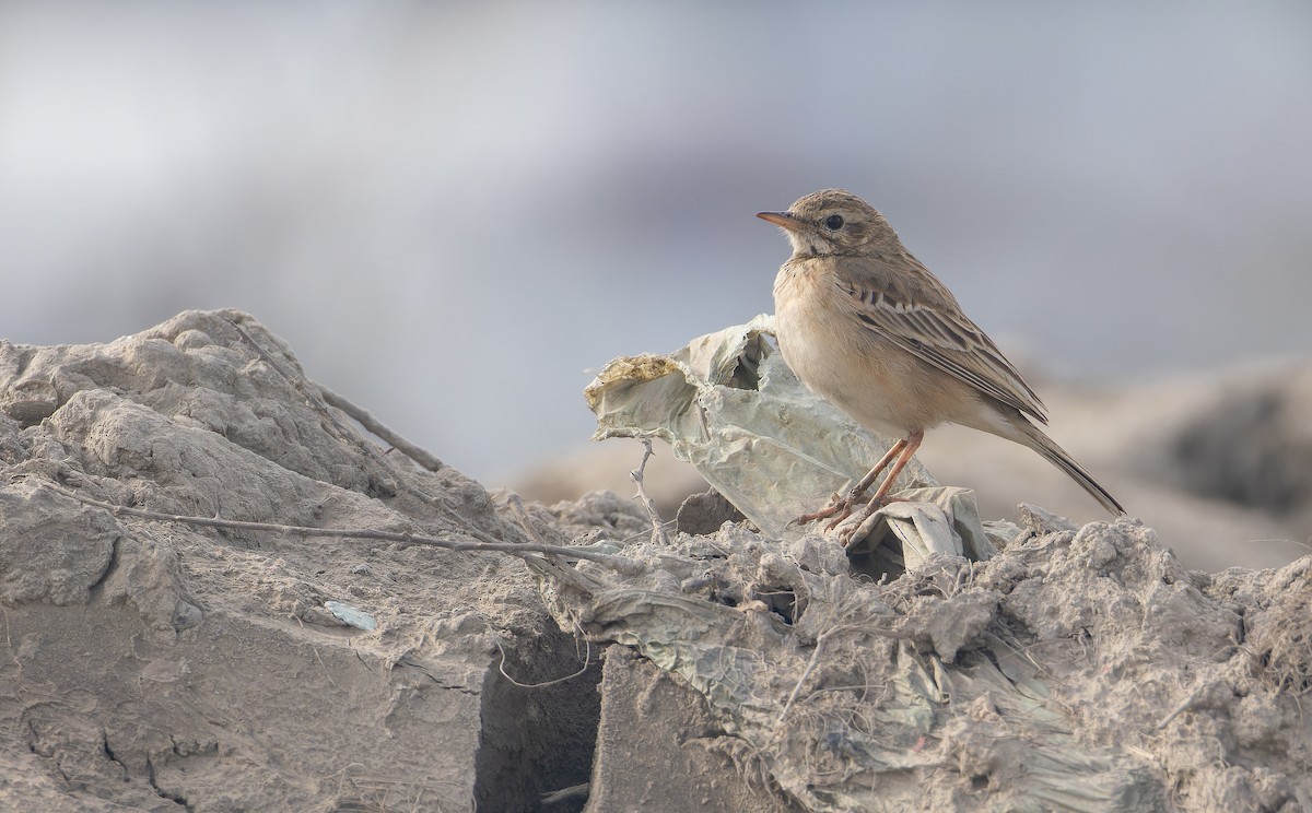 Paddyfield Pipit - ML652652453