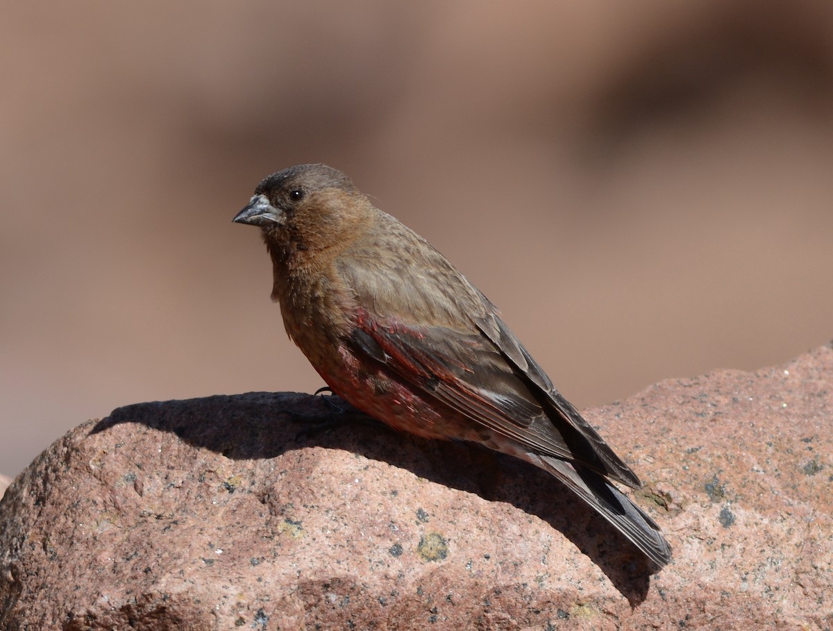 Roselin à tête brune - ML65265261