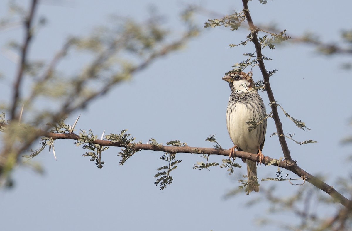 Spanish Sparrow - ML652652728