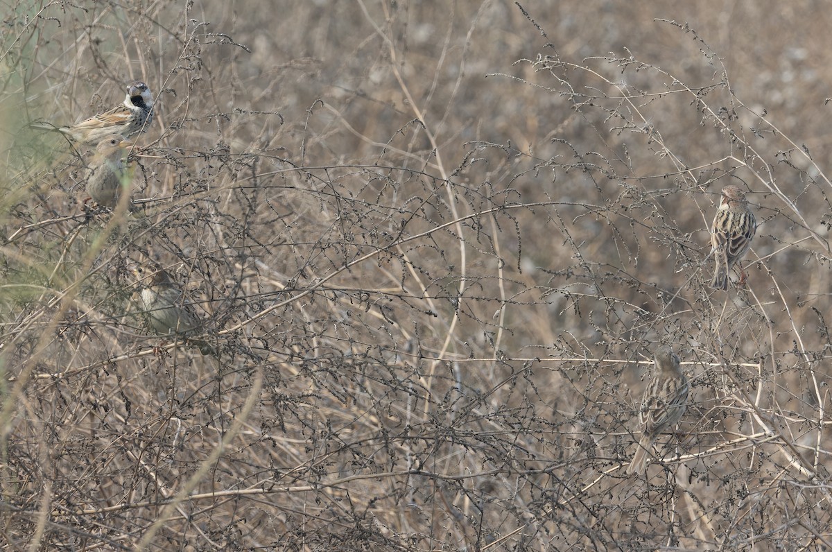 Spanish Sparrow - ML652652735