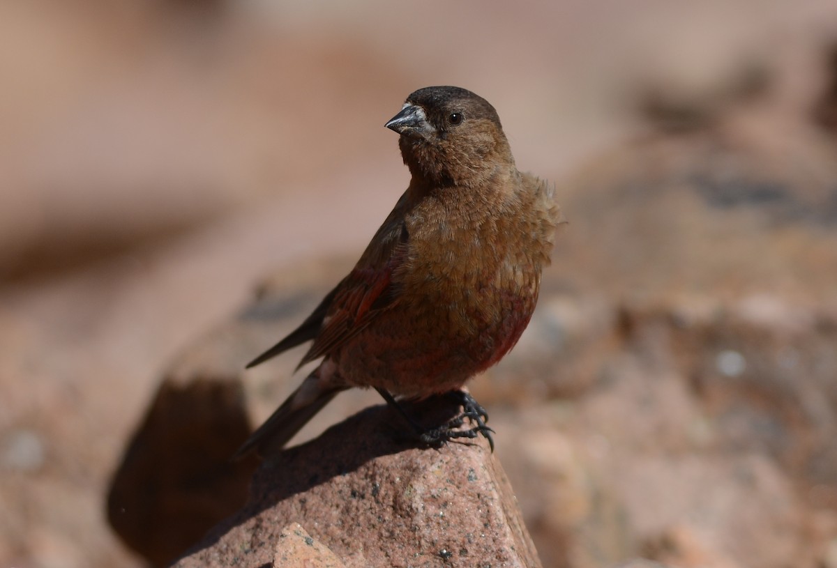 Brown-capped Rosy-Finch - Clive Harris