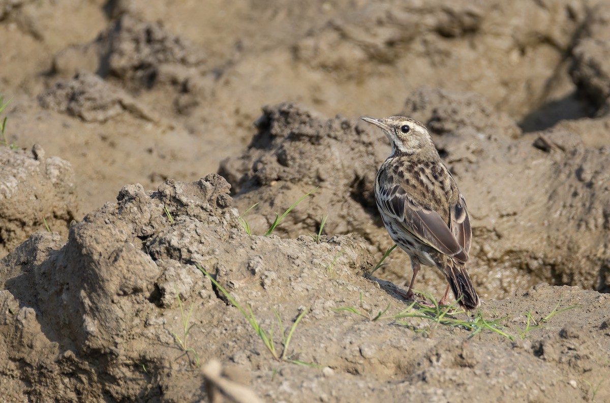 Rosy Pipit - ML652653019
